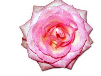 Eliane Zimmermann AiDA Schule für Aromatherapie