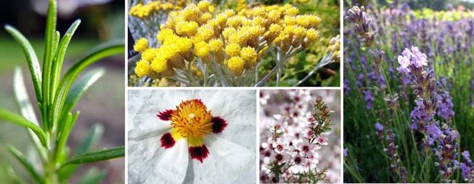 Immortelle_manuka_cistrose Eliane Zimmermann AiDA Schule für Aromatherapie