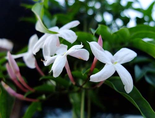 jasminblüten Eliane Zimmermann Schule für Aromatherapie