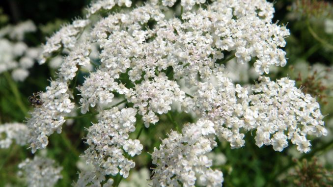 Anisblüten_Pimpinella