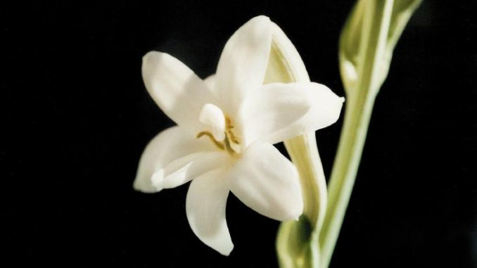 Tuberosenblüte Eliane Zimmermann AiDA Schule für Aromatherapie