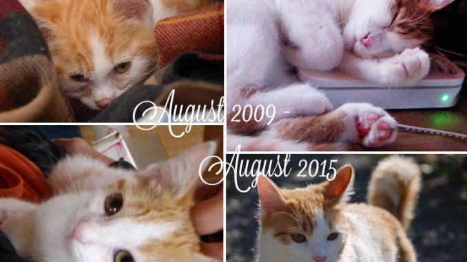 Lance_Katze_2009-2015 Eliane Zimmermann