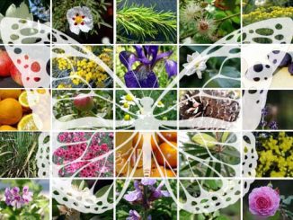 Eliane Zimmermann AiDA Schule für Aromatherapie