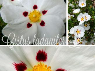 Eliane Zimmermann AiDA Schule für Aromatherapie