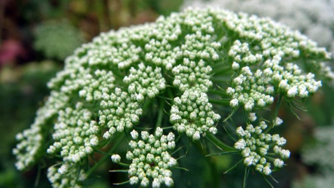 Ammi_visnaga_Bischofskraut Eliane Zimmermann Schule für Aromatherapie