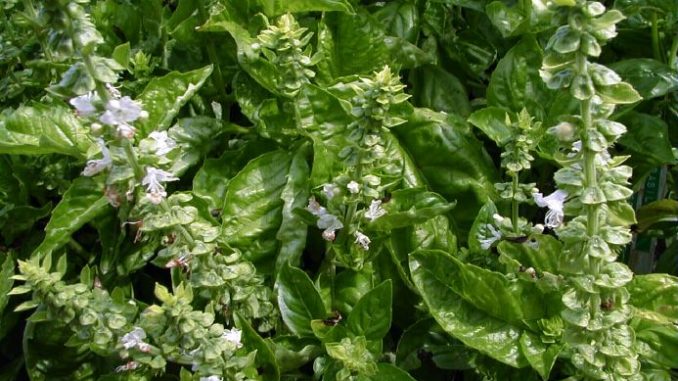 Ocimum_basilicum Eliane Zimmermann AiDA Schule für Aromatherapie