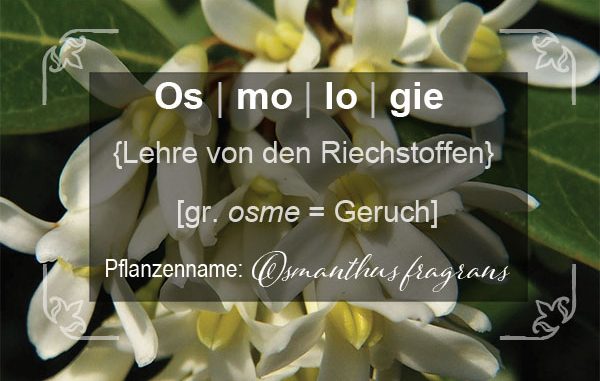 osmologie Eliane Zimmermann AiDA Schule für Aromatherapie