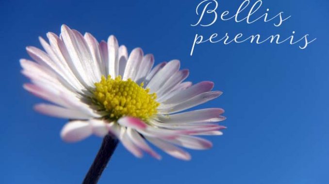 bellis_perennis_gaenseblumchen
