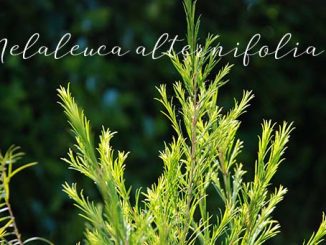Eliane Zimmermann AiDA Schule für Aromatherapie