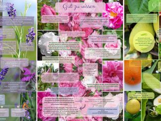 Eliane Zimmermann AiDA Schule für Aromatherapie