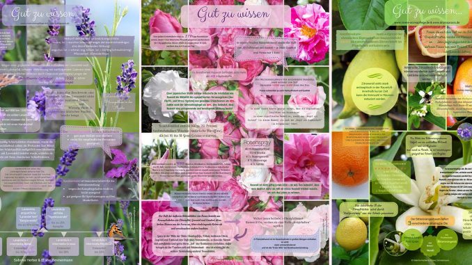 Aromatherapie-Plakate Eliane Zimmermann AiDA Schule für Aromatherapie