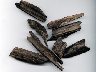 Adlerholz - Oud - Aromatherapie Eliane Zimmermann