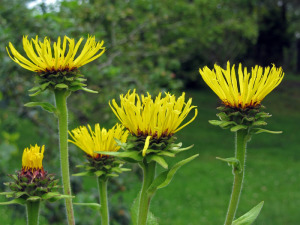 alantblc3bcten2011_xs Alant (Inula helenium, Inula graveolens) Aromatherapie Eliane Zimmermann
