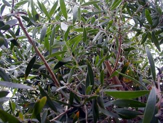 Cajeput - Melaleuca leucadendra - Aromatherapie Eliane Zimmermann