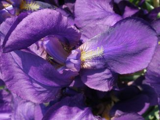 Eliane Zimmermann Schule für Aromatherapie