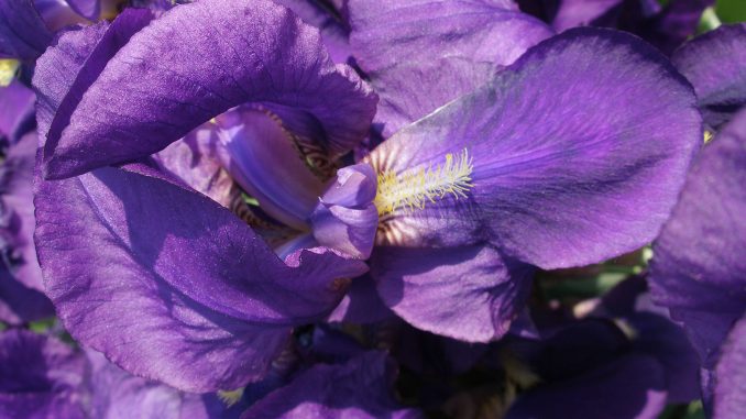 Iris_germanica Eliane Zimmermann Schule für Aromatherapie