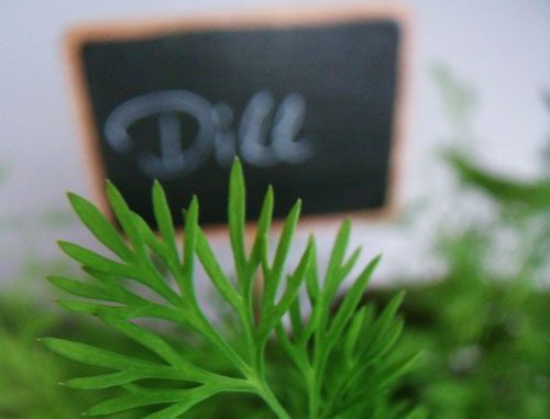 Dill (Anethum graveolens) Dill - Anethum graveolens - Aromatherapie Eliane Zimmermann