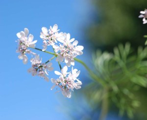 Koriander - Coriandrum sativum - Aromatherapie Eliane Zimmermann