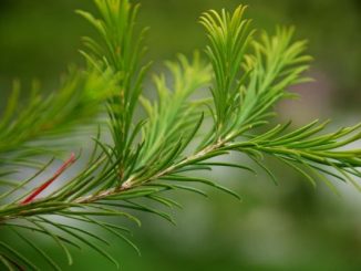 Teebaum, Melaleuca alternifolia - Aromatherapie Eliane Zimmermann