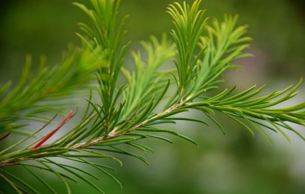 Teebaum, Melaleuca alternifolia Teebaum, Melaleuca alternifolia - Aromatherapie Eliane Zimmermann