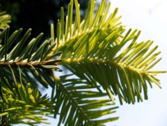 Weißtanne, Abies alba - Aromatherapie Eliane Zimmermann