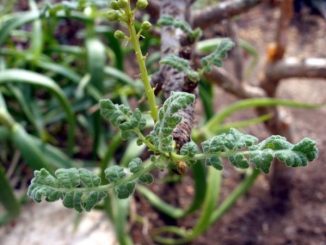 Weihrauch, Boswellia sacra/carterii - Aromatherapie Eliane Zimmermann