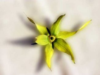 Ylang Ylang, Cananga odorata - Aromatherapie Eliane Zimmermann