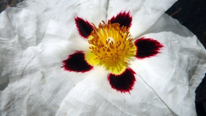 Cistrose