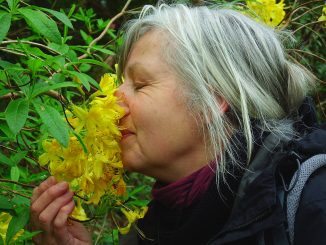 Aromatherapie Eliane Zimmermann, Duftwochen in Irland