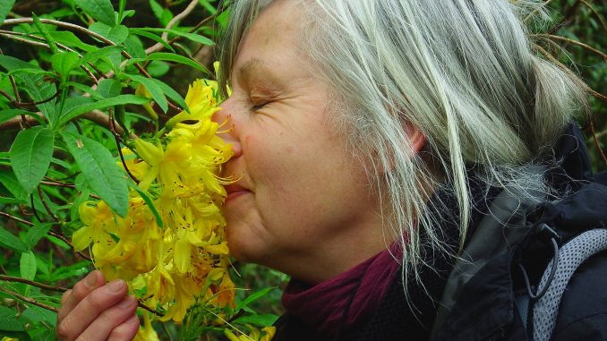 Gartenreisen_Duft Aromatherapie Eliane Zimmermann, Duftwochen in Irland