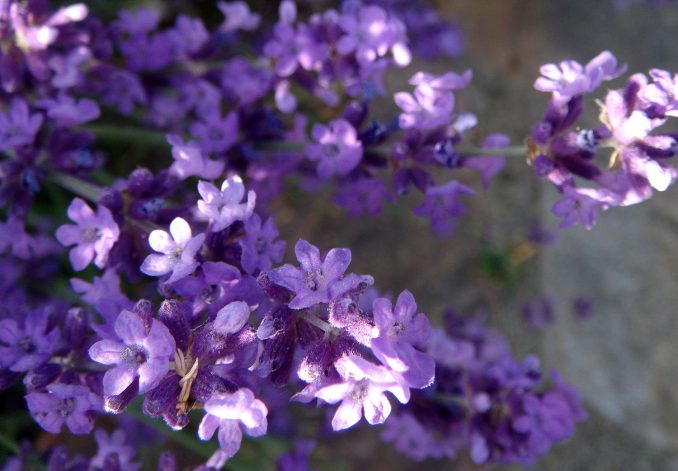 Eliane Zimmermann Schule für Aromatherapie