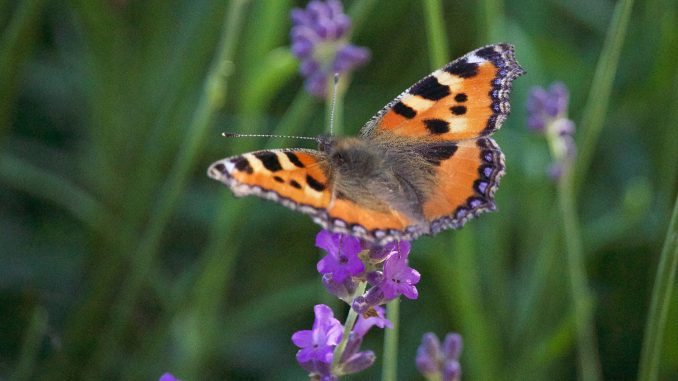 Lavendel_Schmetterling Eliane Zimmermann Schule für Aromatherapie