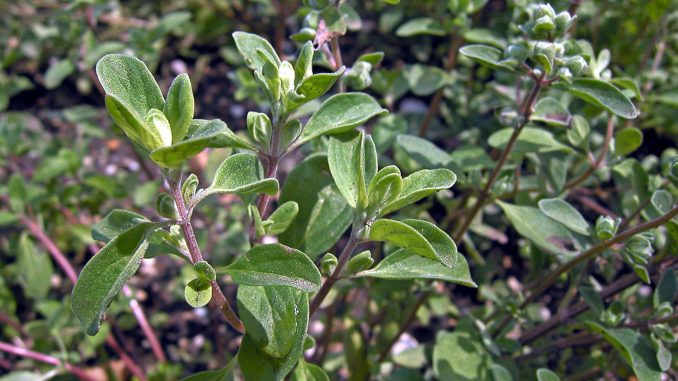 Majorankraut Origanum majorana