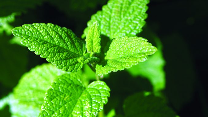 Melisse Melissa officinalis