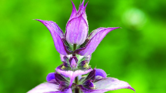 Salvia sclarea Muskatellersalbei