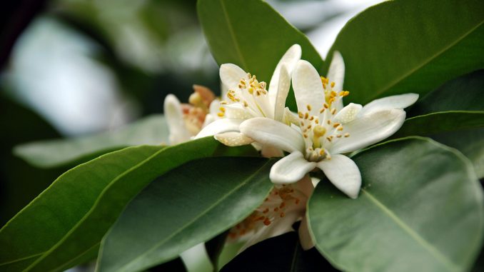 Neroli Orangenbluete Bot Garten München07
