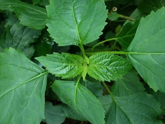 Patchouli, Pogostemon cablin - Aromatherapie Eliane Zimmermann