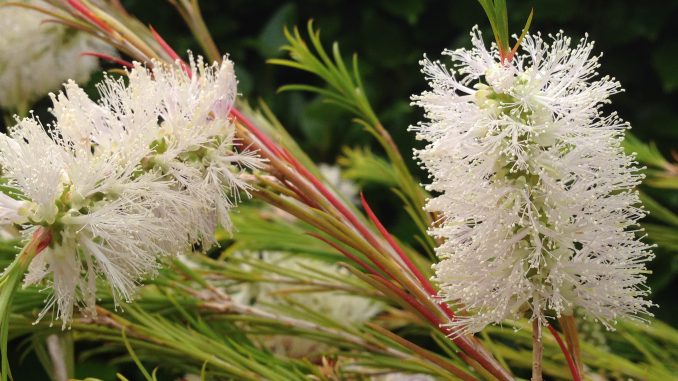 Teebaum_blühend_Melaleuca_alternifolia Eliane Zimmermann Schule für Aromatherapie