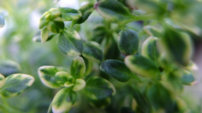 Thymian