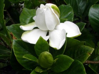 Eliane Zimmermann Schule für Aromatherapie