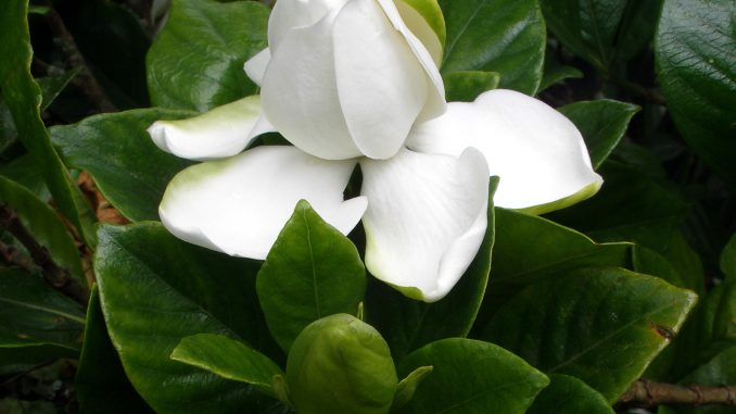 Gardenia _jasminoides Eliane Zimmermann Schule für Aromatherapie