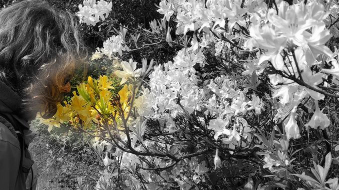 Schnuppern_an_Blumen Eliane Zimmermann Schule für Aromatherapie