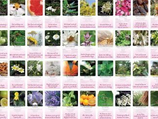 Eliane Zimmermann Schule für Aromatherapie