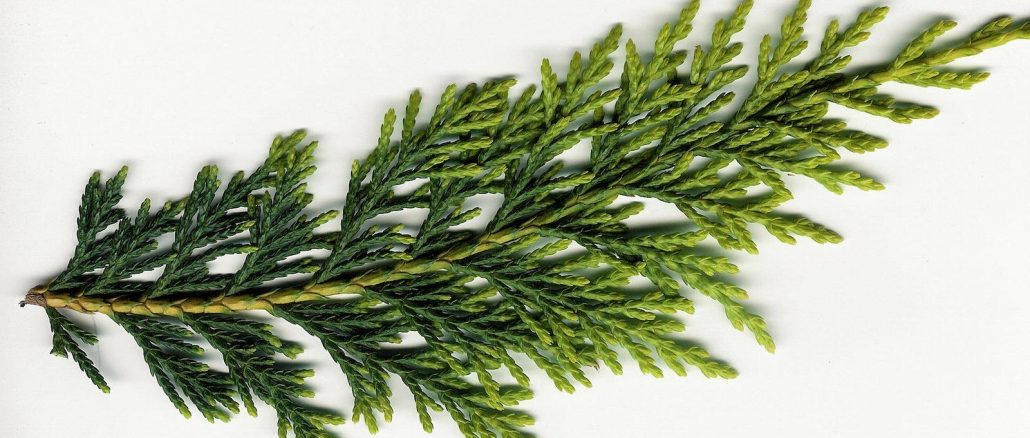 Thuja_Zweig