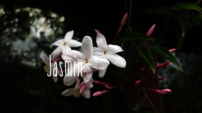 Jasminbluete