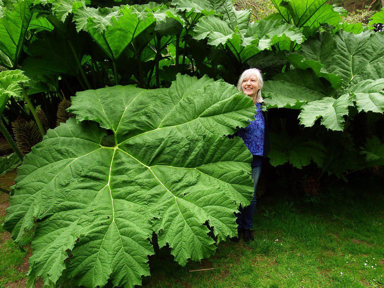 Aromatherapie Eliane Zimmermann Gartenreisen Irland