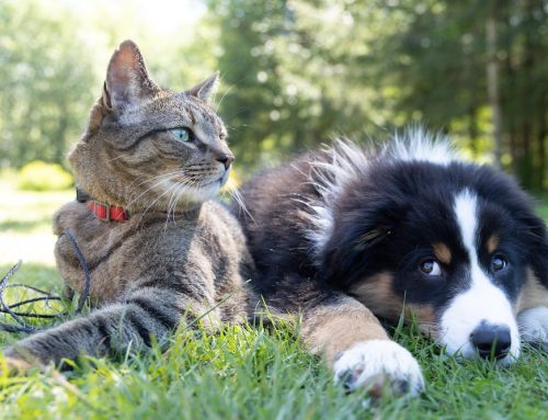 Seelenpflege für Mensch, Hund und Katze – mit Aromatherapie verwöhnen