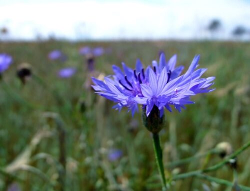 Kornblumenhydrolat – Geheimtipp für schöne Augen und ‚Aromatherapie ganz intim‘