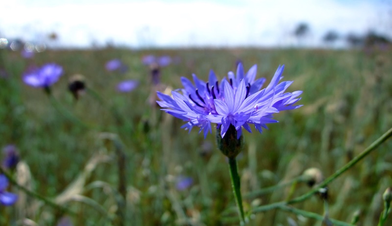 Kornblumen-Hydrolat